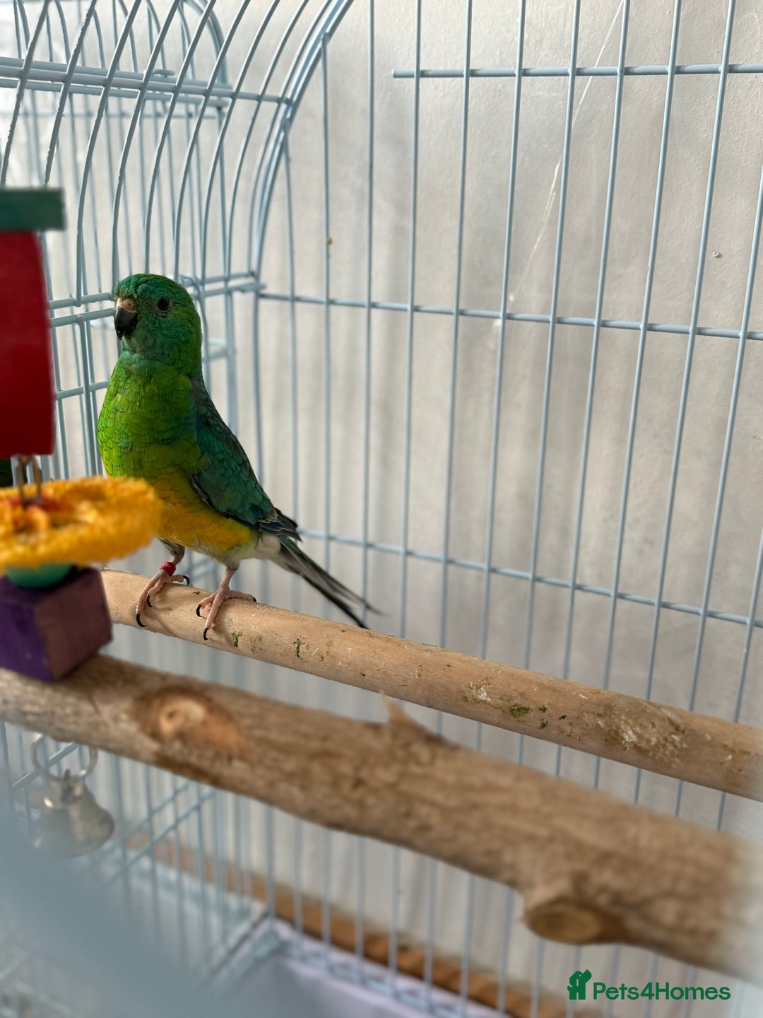 Parrots birds for sale: Beautiful talking singing Young Red Rump Parrot  - Image 9