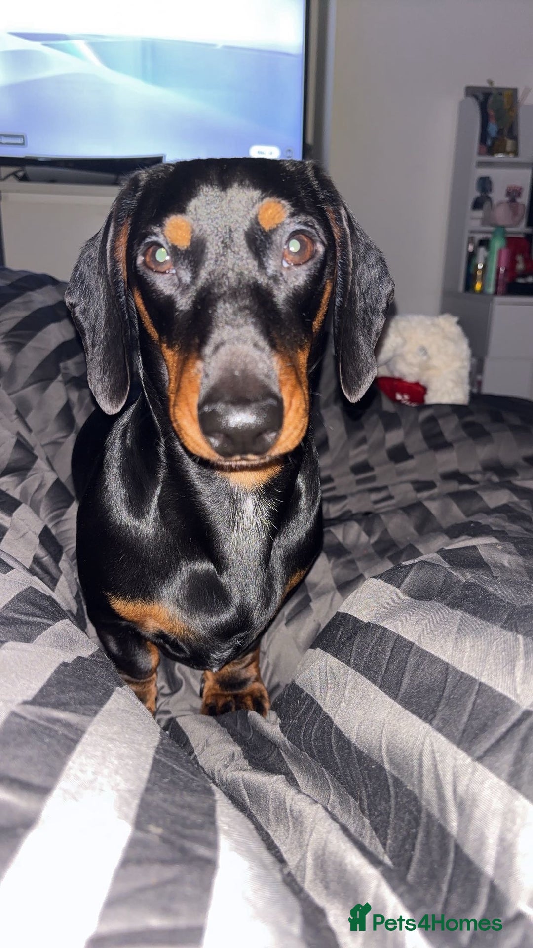 Mixed Breed dogs for sale: Doxiepoo puppies  - Image 13