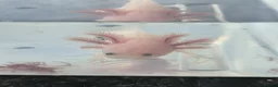 Axolotl reptiles for sale: Juvenile Axolotls  in Epsom - Advert 4