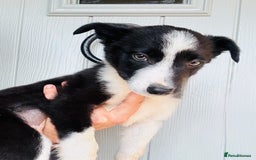 Border Collie dogs for sale: Gorgeous KC reg border collie pups  - Image 11