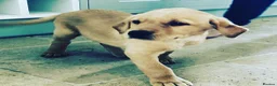 Labrador Retriever dogs for sale: Gorgeous KC reg yellow labrador puppies  - Advert 3