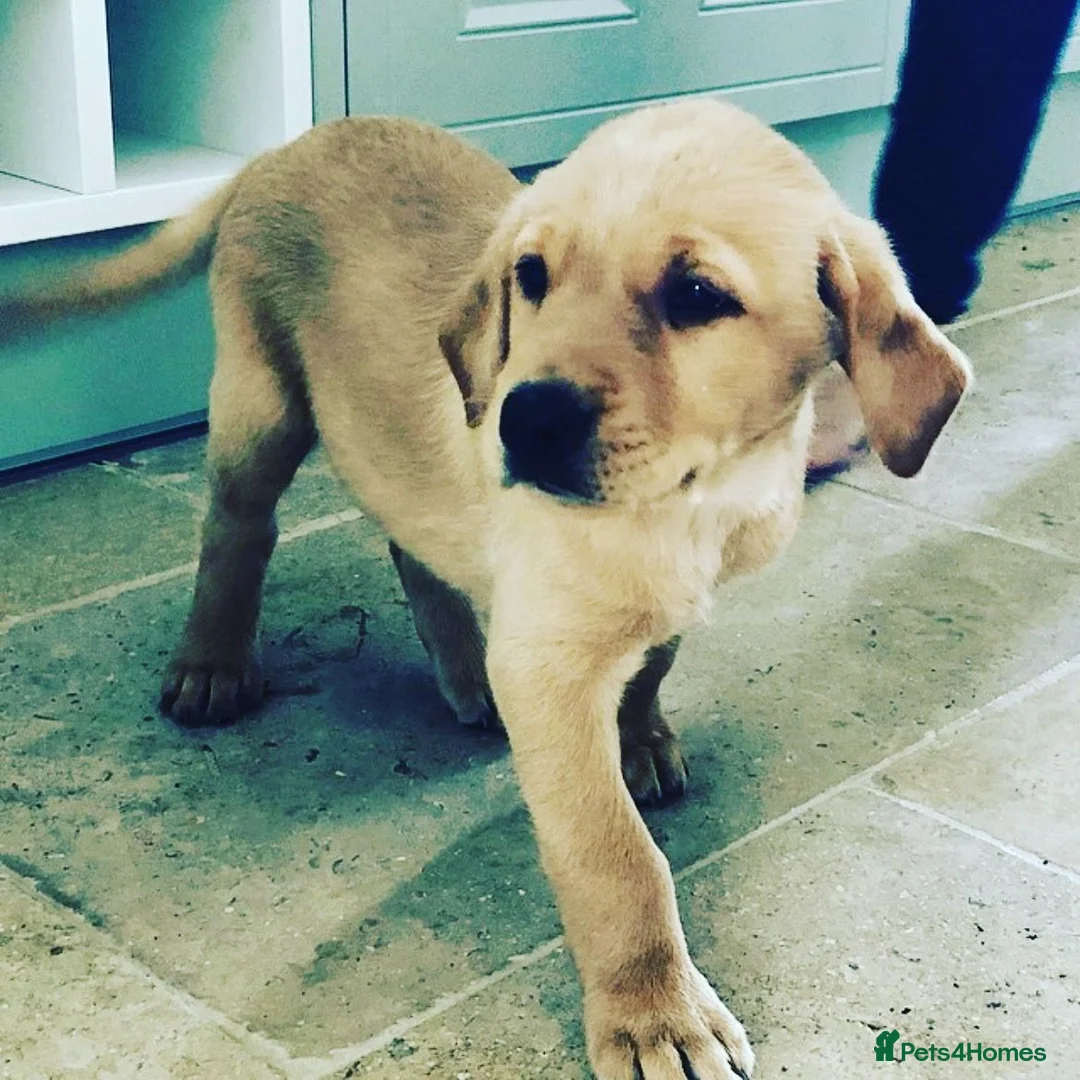 Labrador Retriever dogs for sale: Gorgeous KC reg yellow labrador puppies  - Advert 3