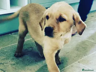 Labrador Retriever dogs Gorgeous KC reg yellow labrador puppies - Advert 2