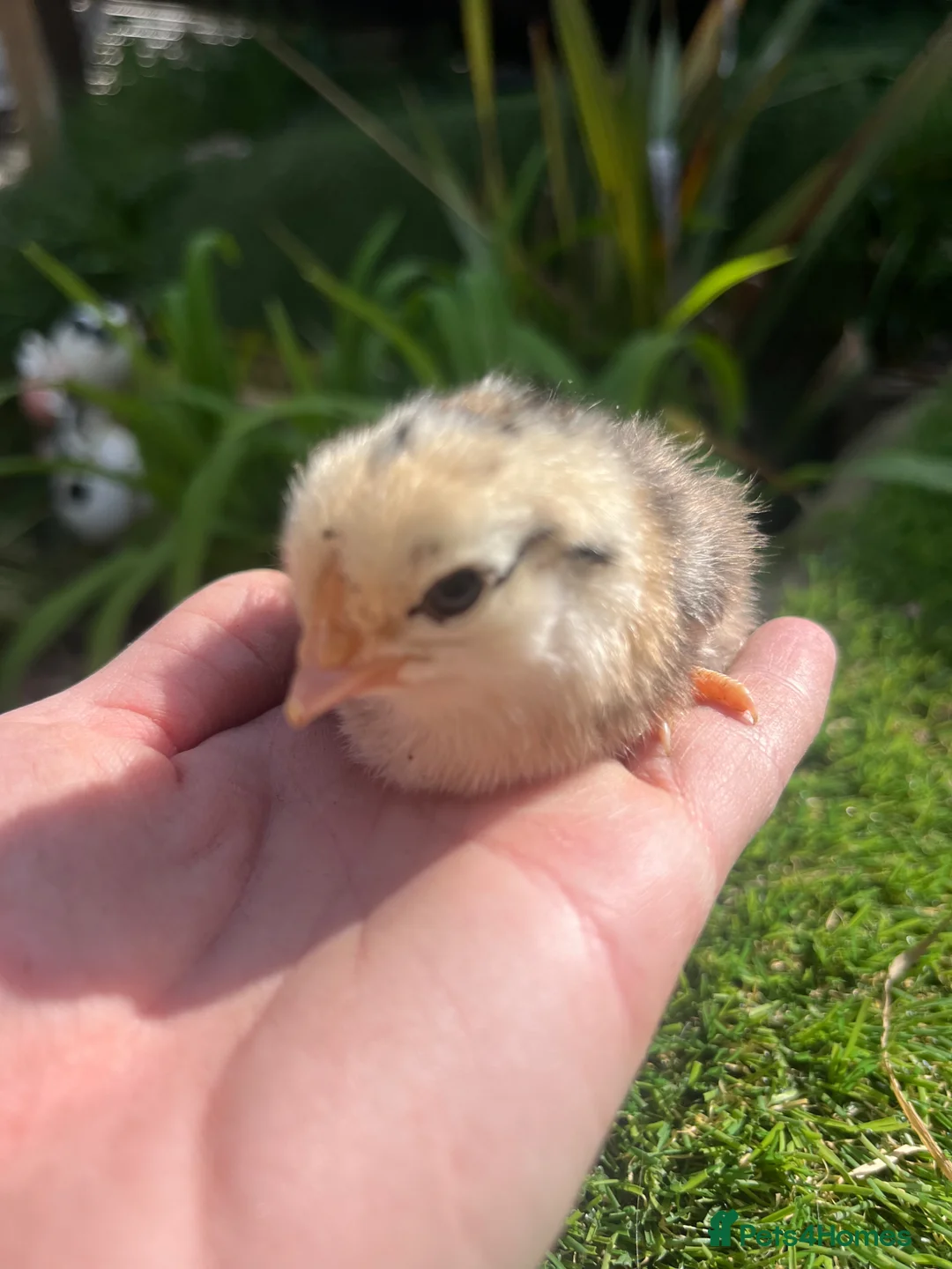 Chickens poultry for sale: Hybrid Chicks - Guaranteed Hens  - Advert 5