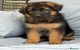 German Shepherd dogs for sale: The Magnificent Seven - Image 2