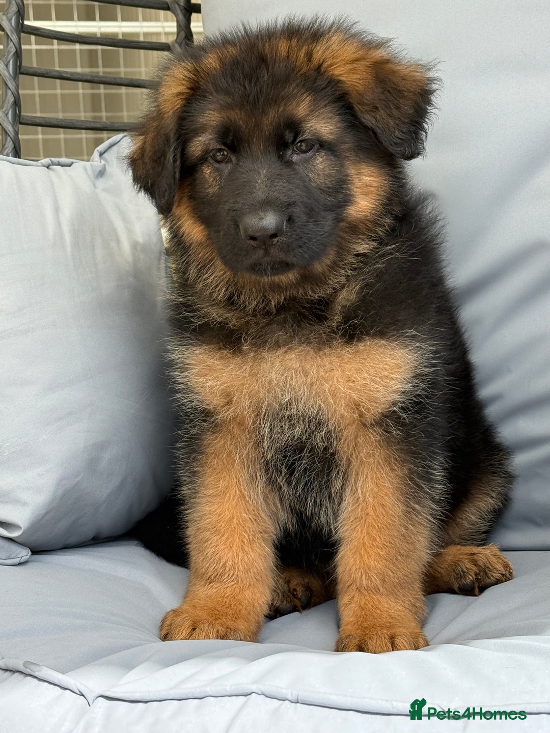 German Shepherd dogs for sale: The Magnificent Seven - Image 2