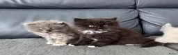 Mixed Breed cats for sale: Persian Maine Coone Kittens 6 Weeks Old in Harrow - Advert 1
