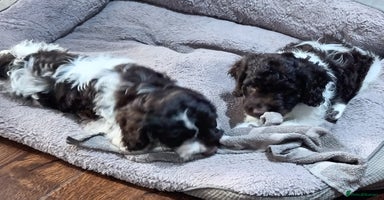 Sproodle dogs in Kidderminster - Advert 13