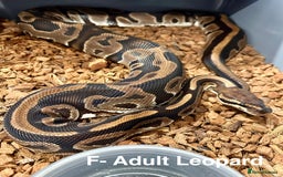 Python Snake reptiles for sale:  Royal Pythons for Sale  - Image 5