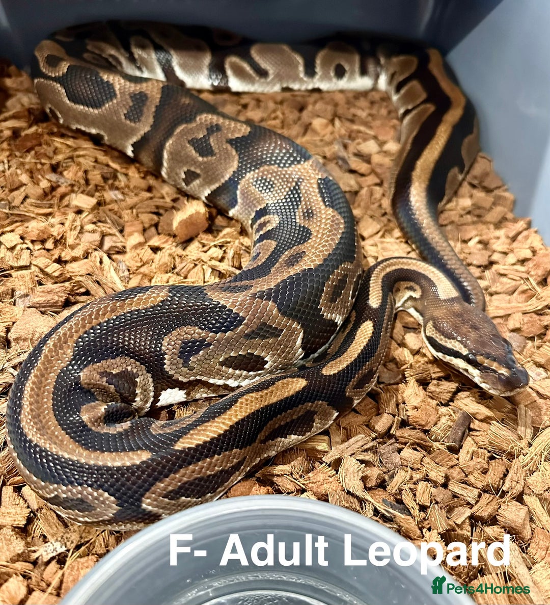 Python Snake reptiles for sale:  Royal Pythons for Sale  - Image 5