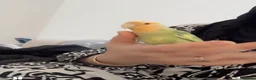 Lovebirds birds for sale: Australian lovebird  in London - Advert 2