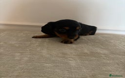Miniature Dachshund dogs for sale: True KC miniature dachshund  - Image 5