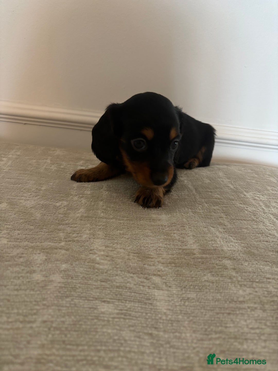 Miniature Dachshund dogs for sale: True KC miniature dachshund  - Image 5