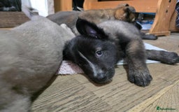 Mixed Breed dogs for sale: Belgian malinois x German shepherd puppies - Image 33