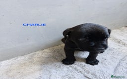 Mixed Breed dogs for sale: Amazing puppies - Image 6