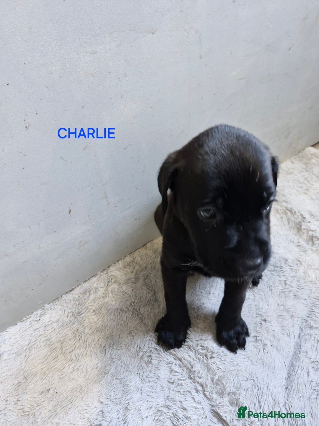 Mixed Breed dogs for sale: Amazing puppies - Image 6