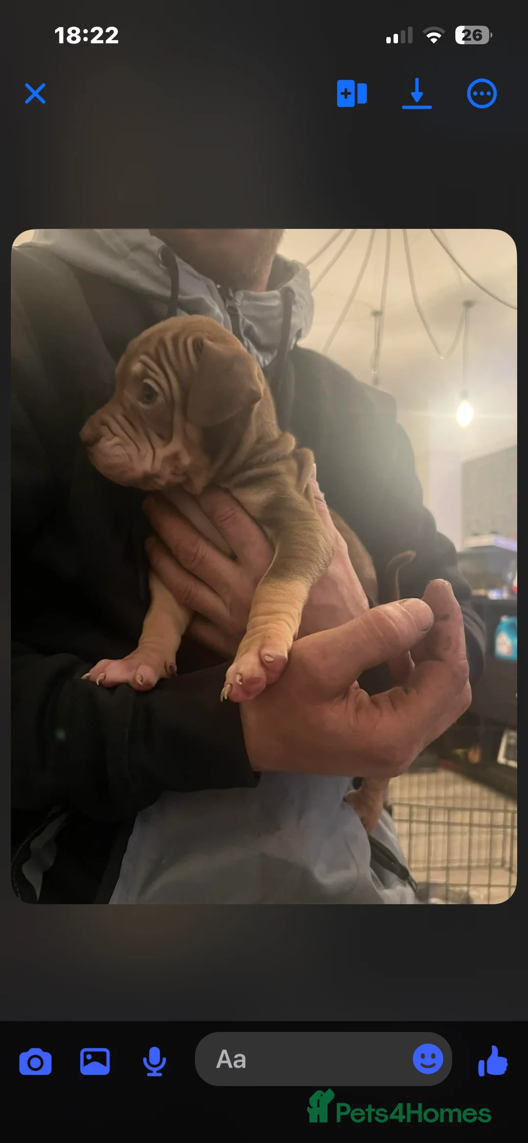 Mixed Breed dogs for sale: Shar pei x pocket bully - Advert 32