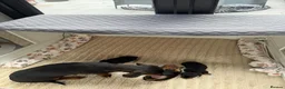 Miniature Dachshund dogs for sale: Three Stunning Mini Daschunds Girls - Advert 3