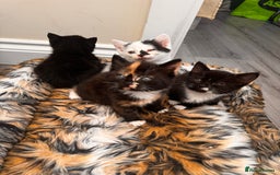 Domestic Shorthair cats for sale: 4 kittens(2 females,2 males) - Image 2