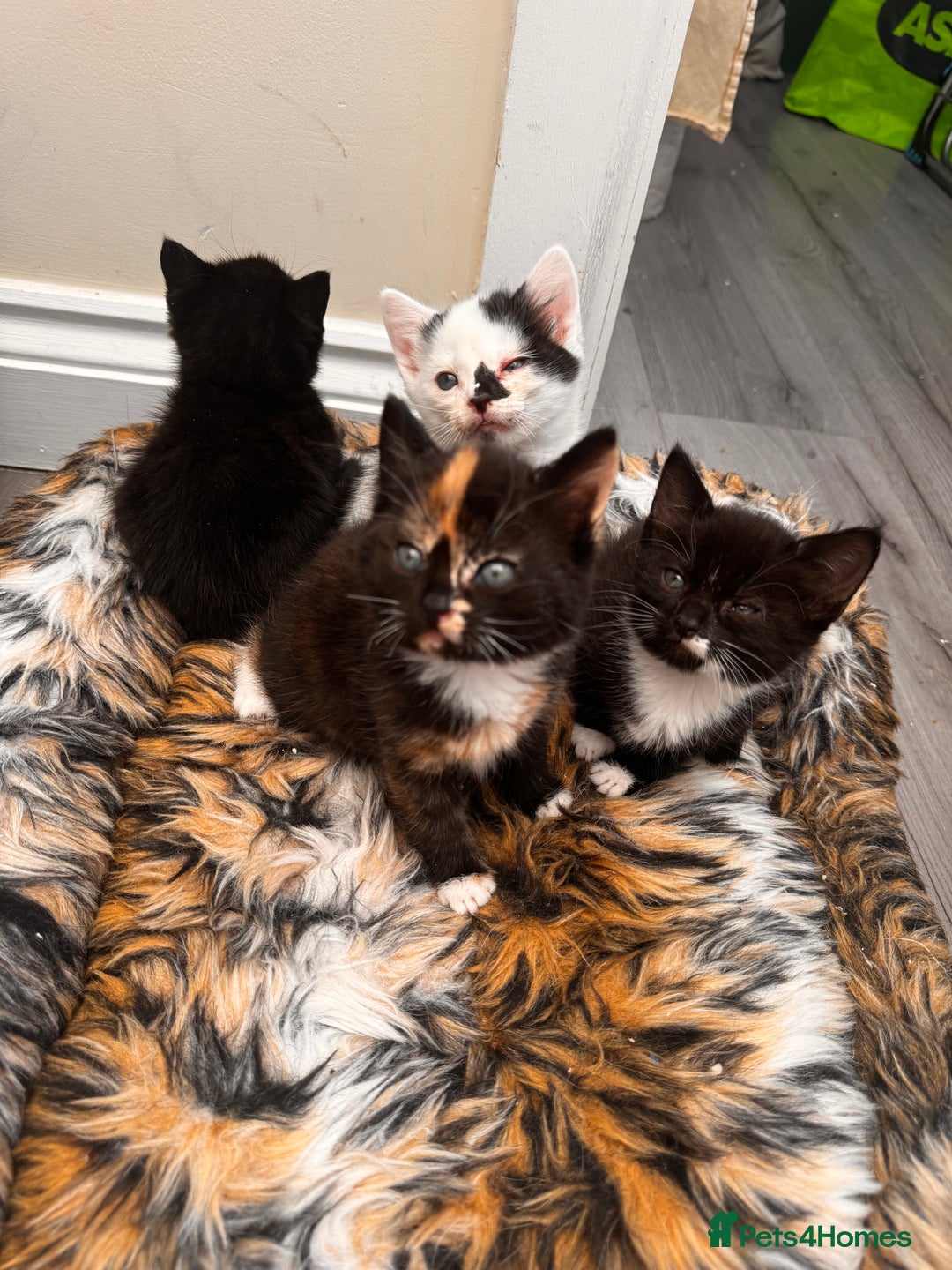 Domestic Shorthair cats for sale: 4 kittens(2 females,2 males) - Image 2