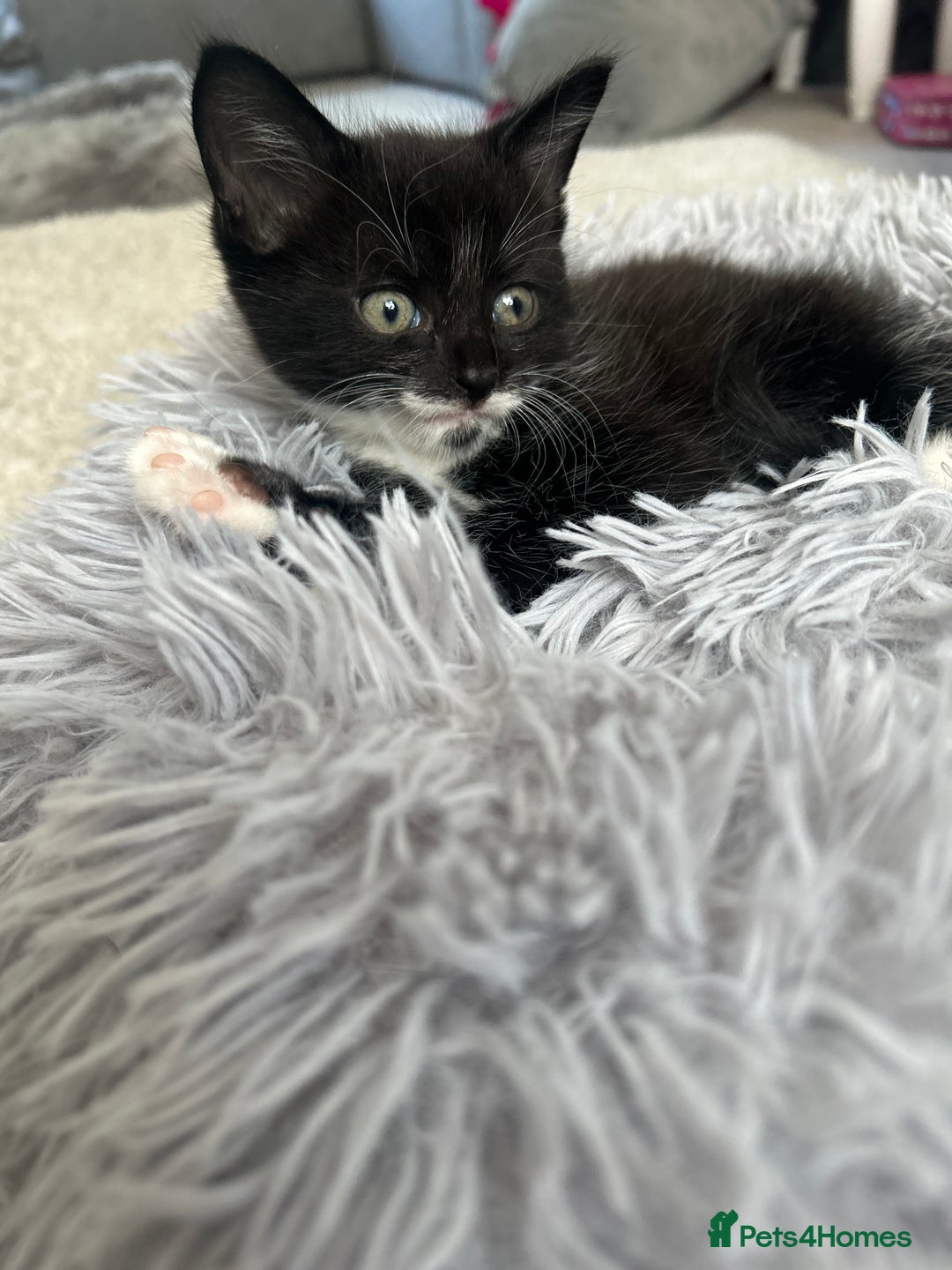Maine Coon cats for sale: 1/2 Maine coon, 1 boy left. 8 weeks & ready to go - Image 6