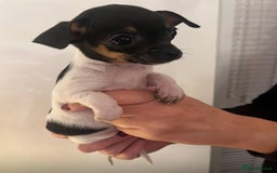 Chihuahua dogs for sale: Tiny Girl & Boy Chihuahuas available  - Image 6