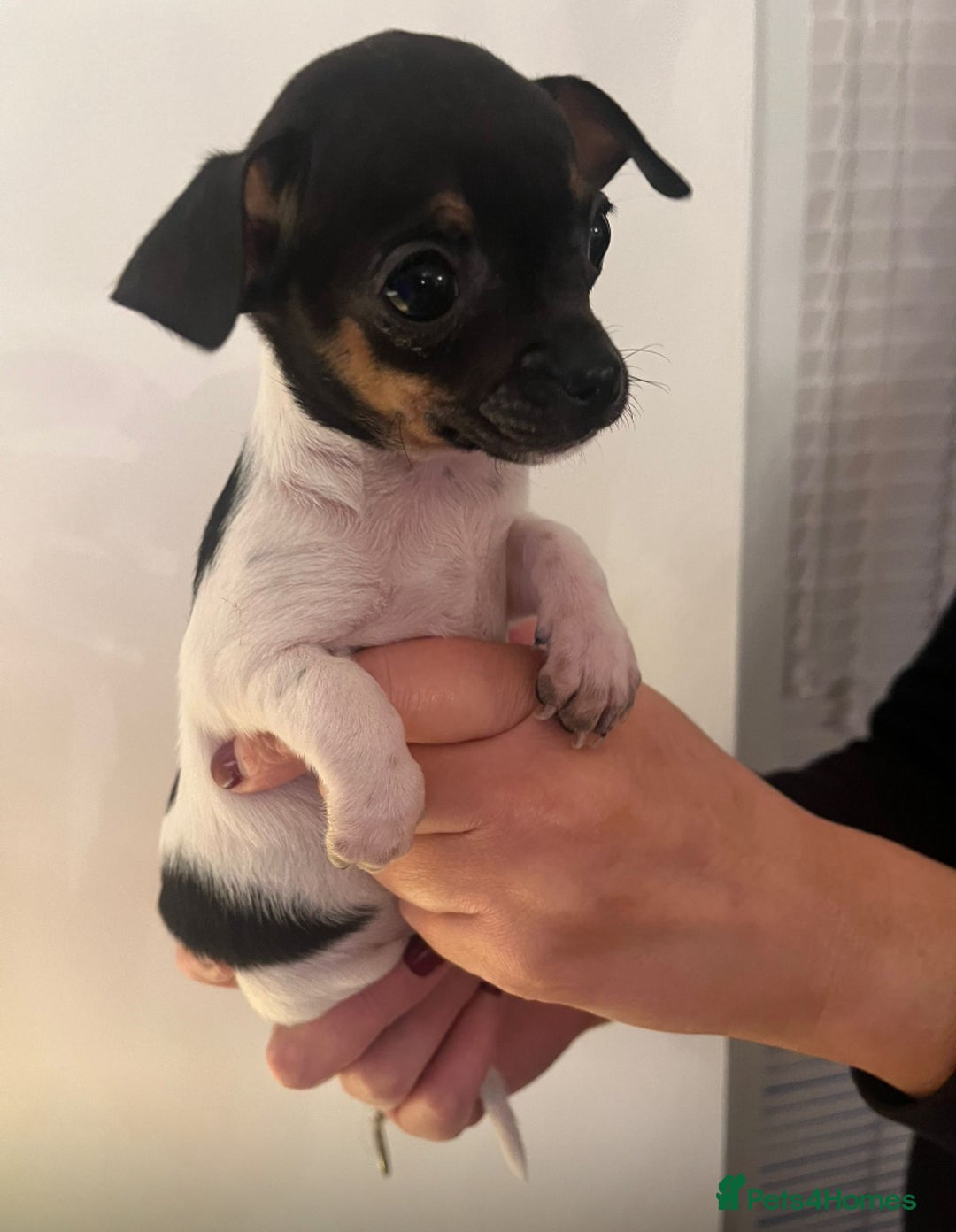 Chihuahua dogs for sale: Tiny Girl & Boy Chihuahuas available  - Image 6