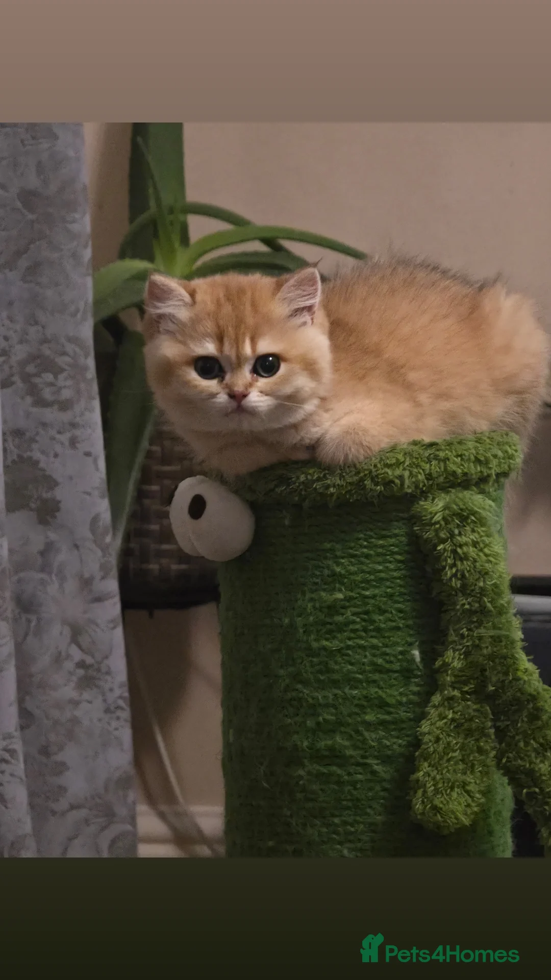 British Shorthair cats for sale: Beautiful Ruby - Advert 6