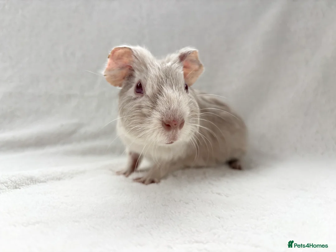 Guinea Pig rodents for sale: Beautiful male piggy  - Advert 1