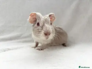 Guinea Pig rodents Beautiful male piggy - Advert 3