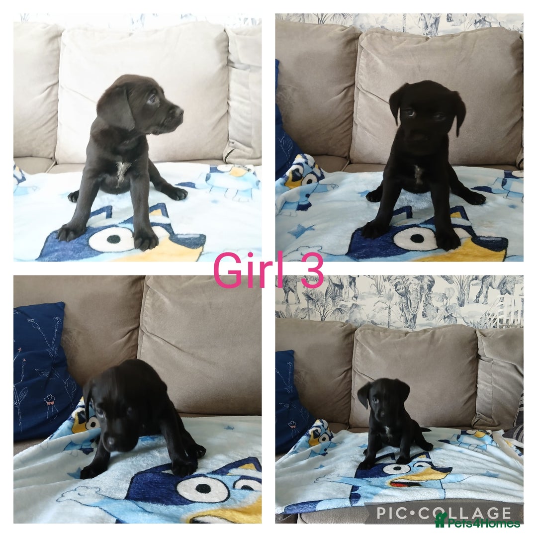 Mixed Breed dogs for sale: 3/4 labrador 1/4 Dalmatian puppies  - Image 7