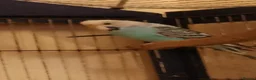 Budgerigars birds for sale: 2 pairs of adult budgies  - Advert 2