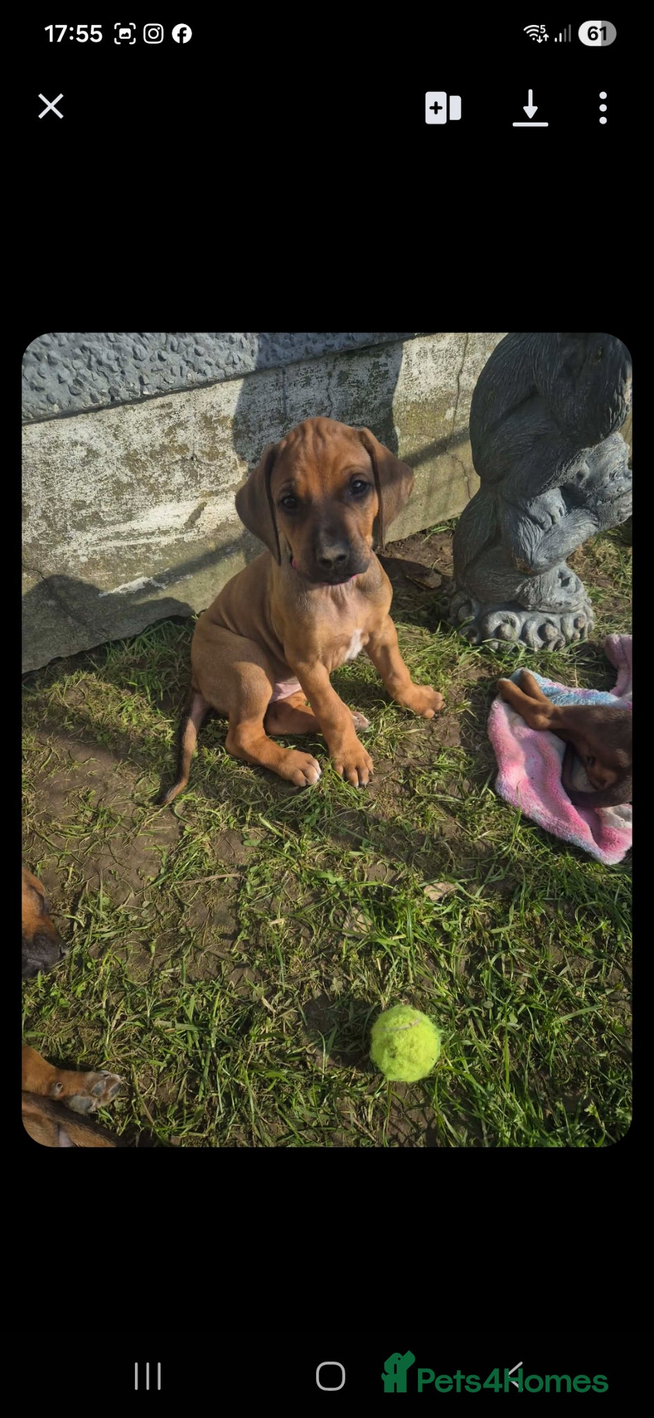 Rhodesian Ridgeback dogs Rhodesian ridgeback pups  - Advert 6