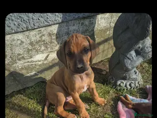 Rhodesian Ridgeback dogs Rhodesian ridgeback pups - Advert 6
