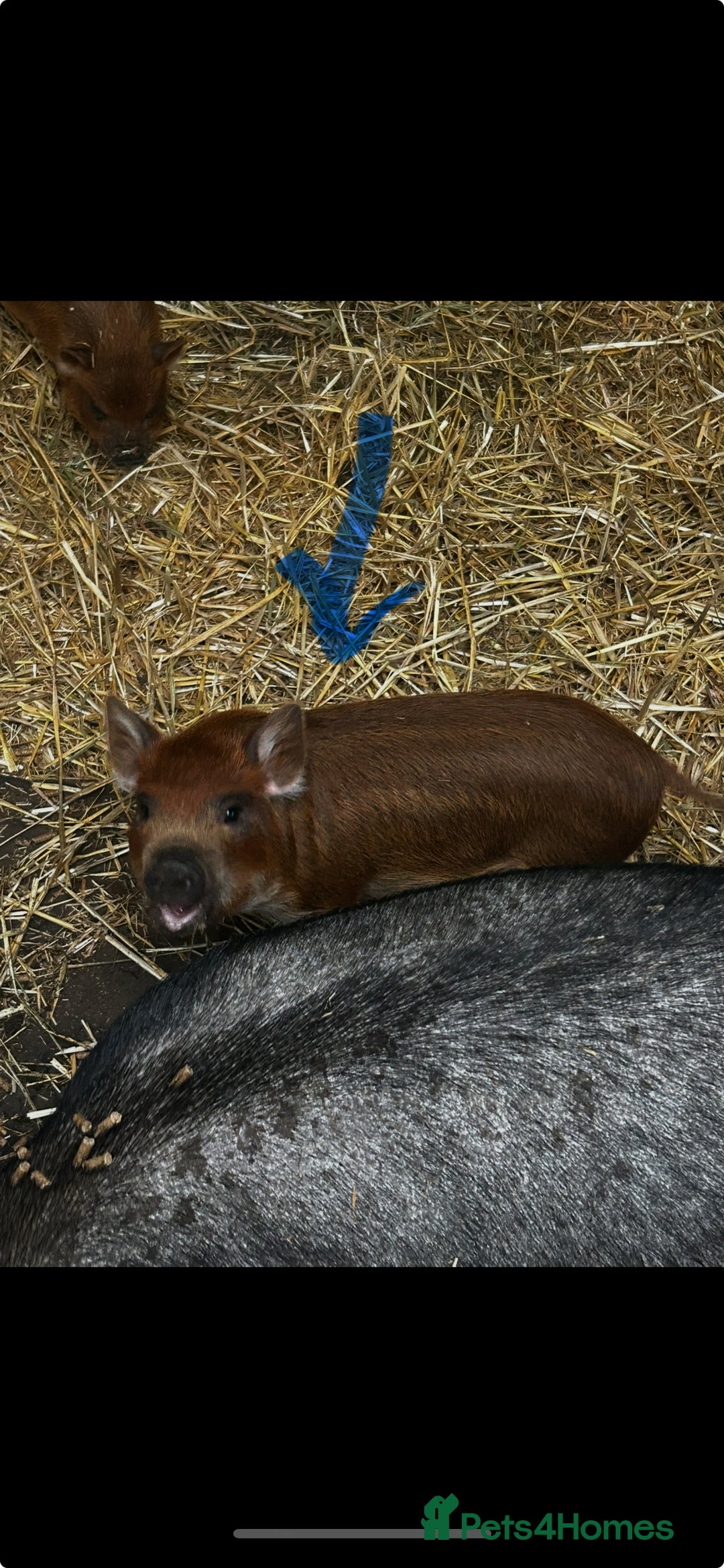 Pig livestock for sale: Mini Pigs Juliana x Pennywell Miniature  - Image 5