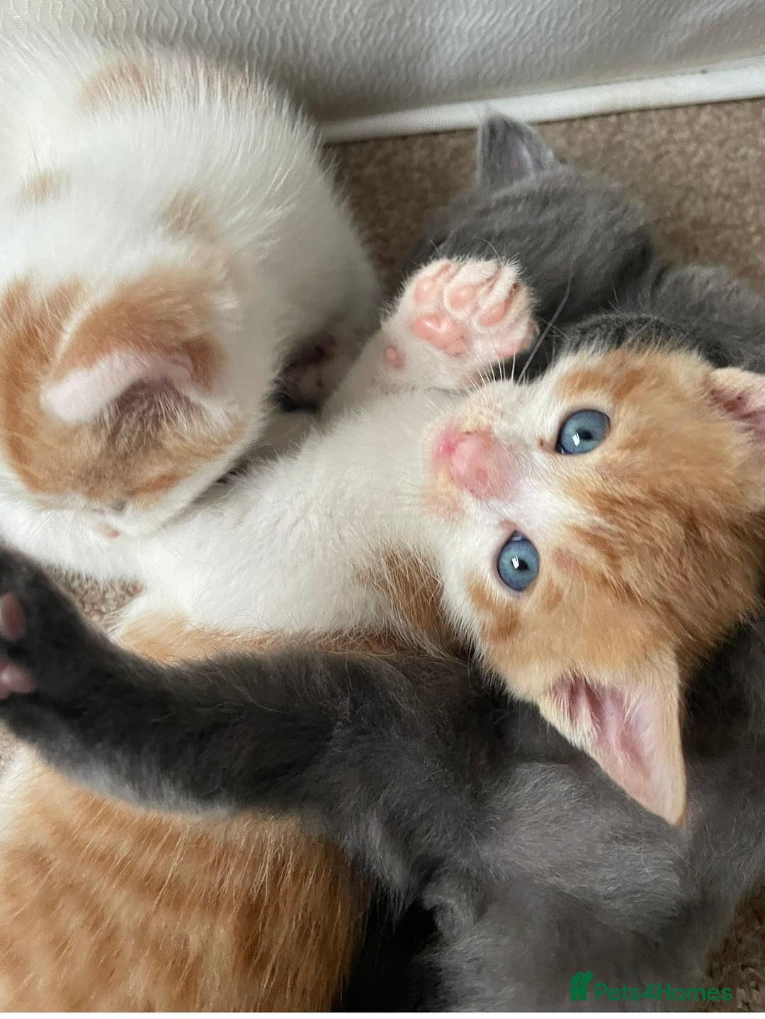 Mixed Breed cats for sale: 5 Beautiful & Friendly kittens for sale  - Advert 34