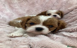 Cavalier King Charles Spaniel dogs for sale: Cavalier King Charles Spaniel Puppies - Image 3