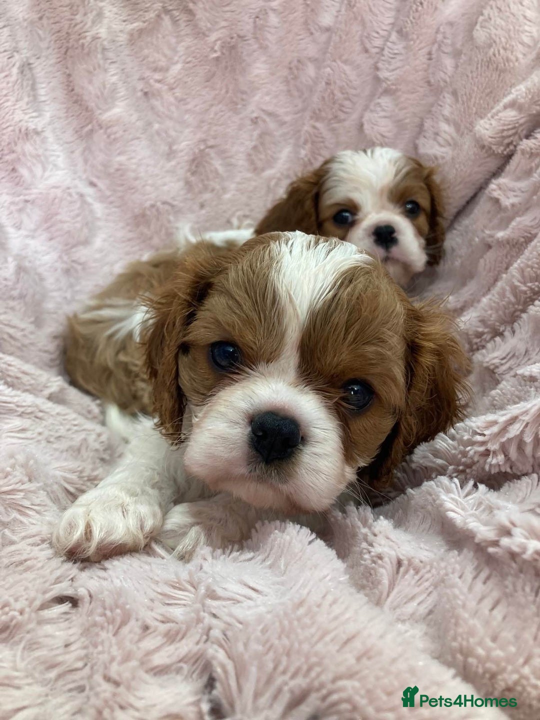 Cavalier King Charles Spaniel dogs for sale: Cavalier King Charles Spaniel Puppies - Image 3