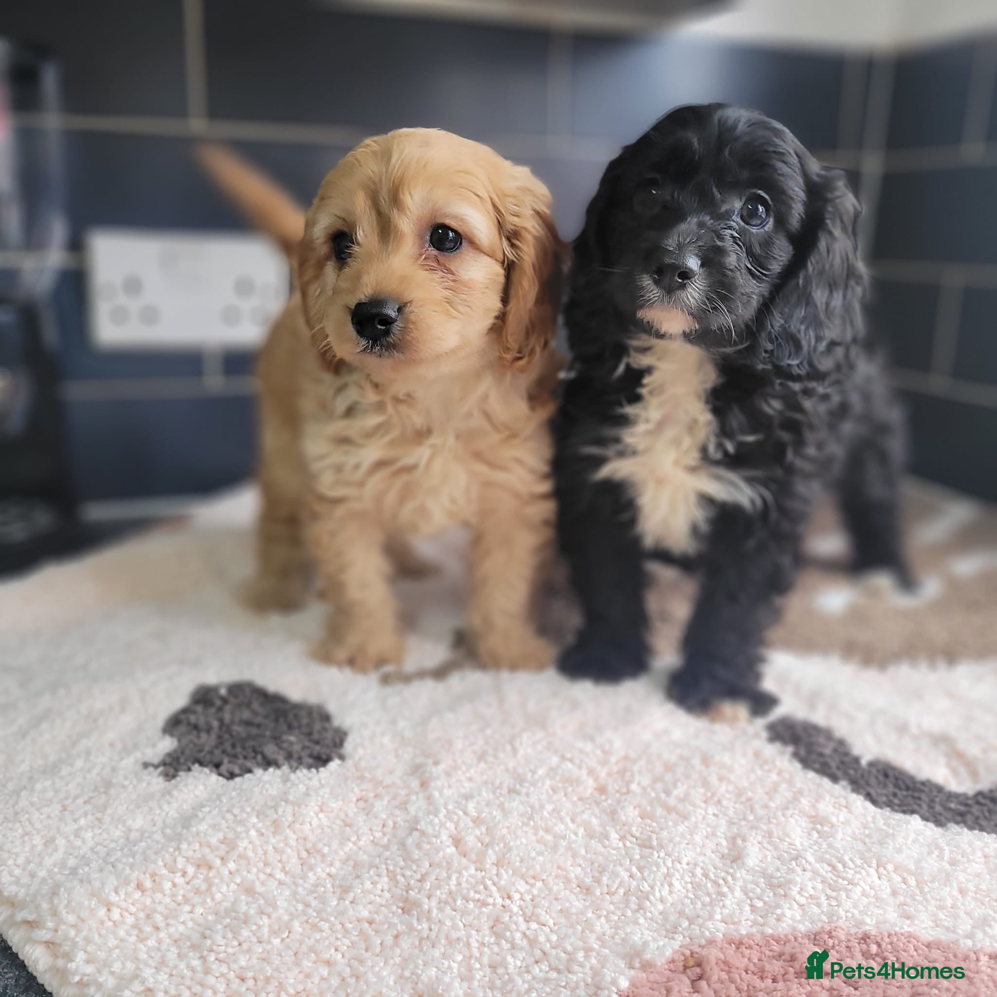 Cavapoo dogs You F1 Cavapoo puppies in Oldham - Advert 3