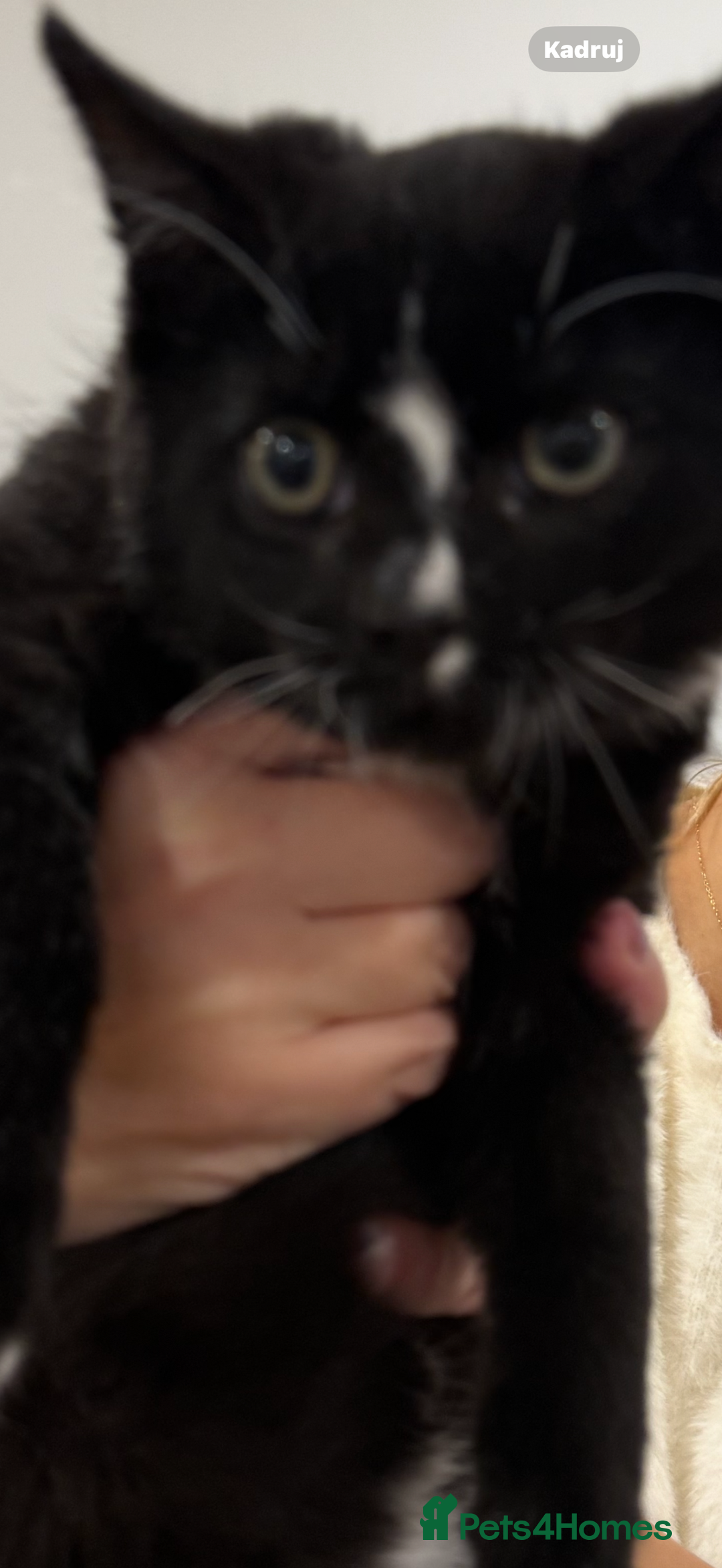 Mixed Breed cats for sale: Kittens ready today 😻 - Advert 7