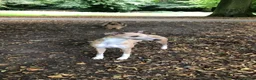 Whippet dogs for stud: 4 year old Male  in Altrincham - Advert 4
