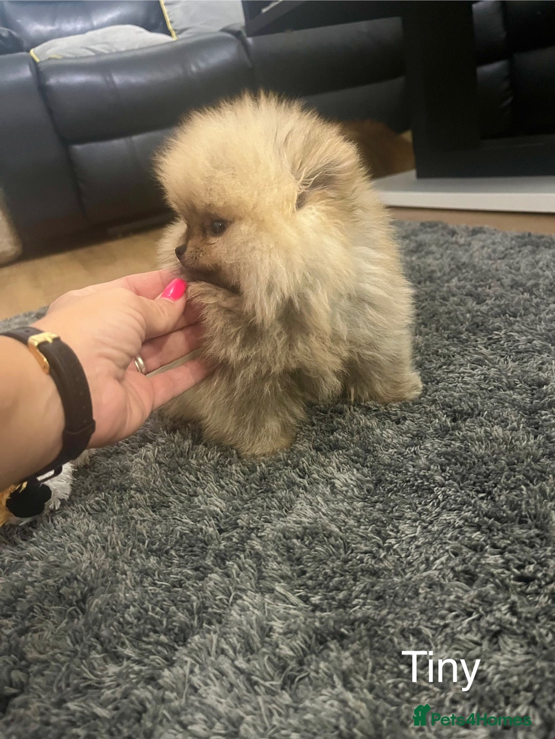Pomeranian dogs for sale: 🔥Very Tiny(450gr)🧸Top Quality 💎 - Advert 17