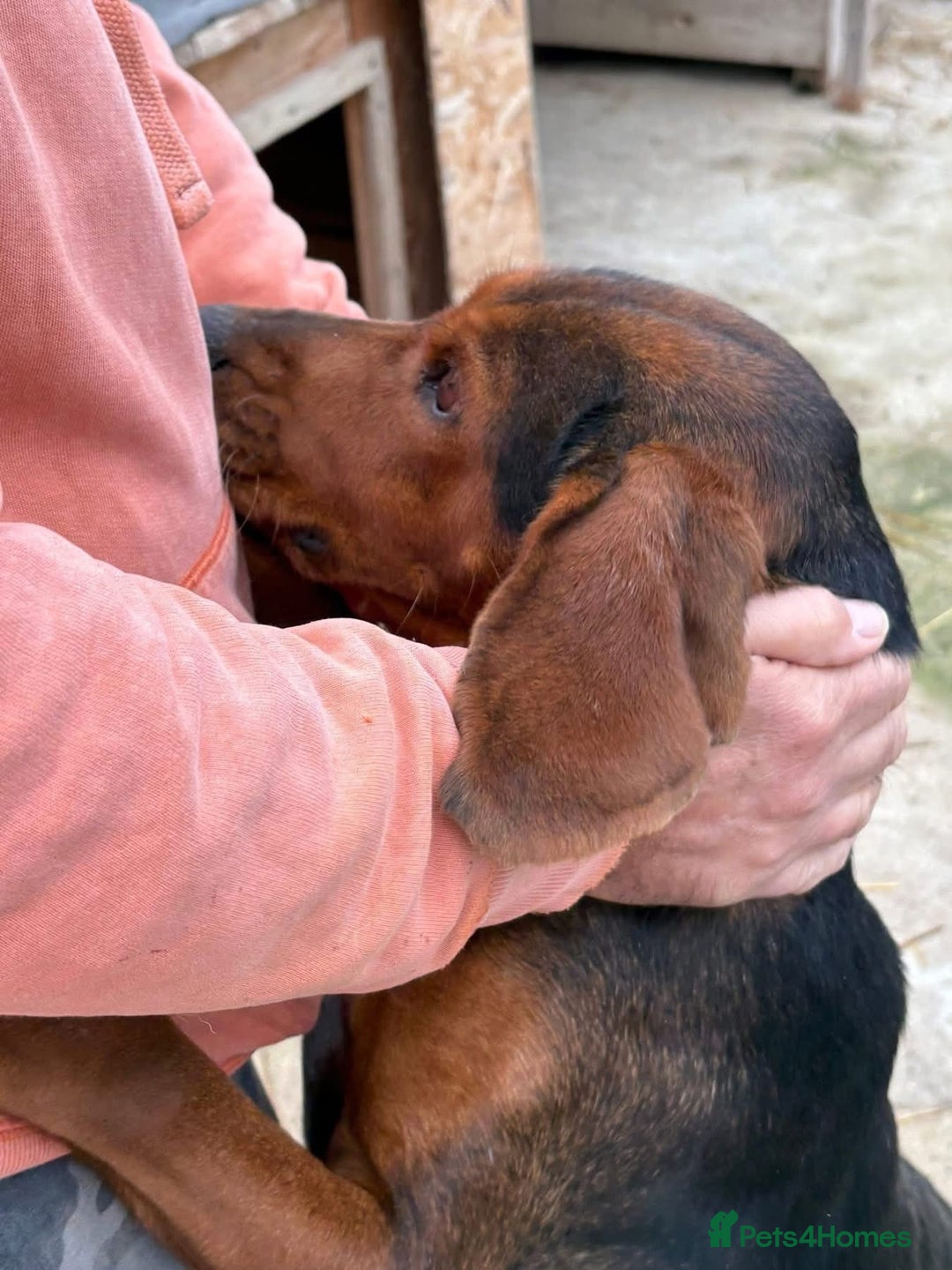 Mixed Breed dogs for adoption: Runa - Norwich Norfolk  - Advert 14