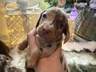 Miniature Dachshund dogs Miniature Daschunds Pra Clear - Advert 3