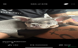 French Bulldog dogs for sale: Terrance the frenchie  - Image 5