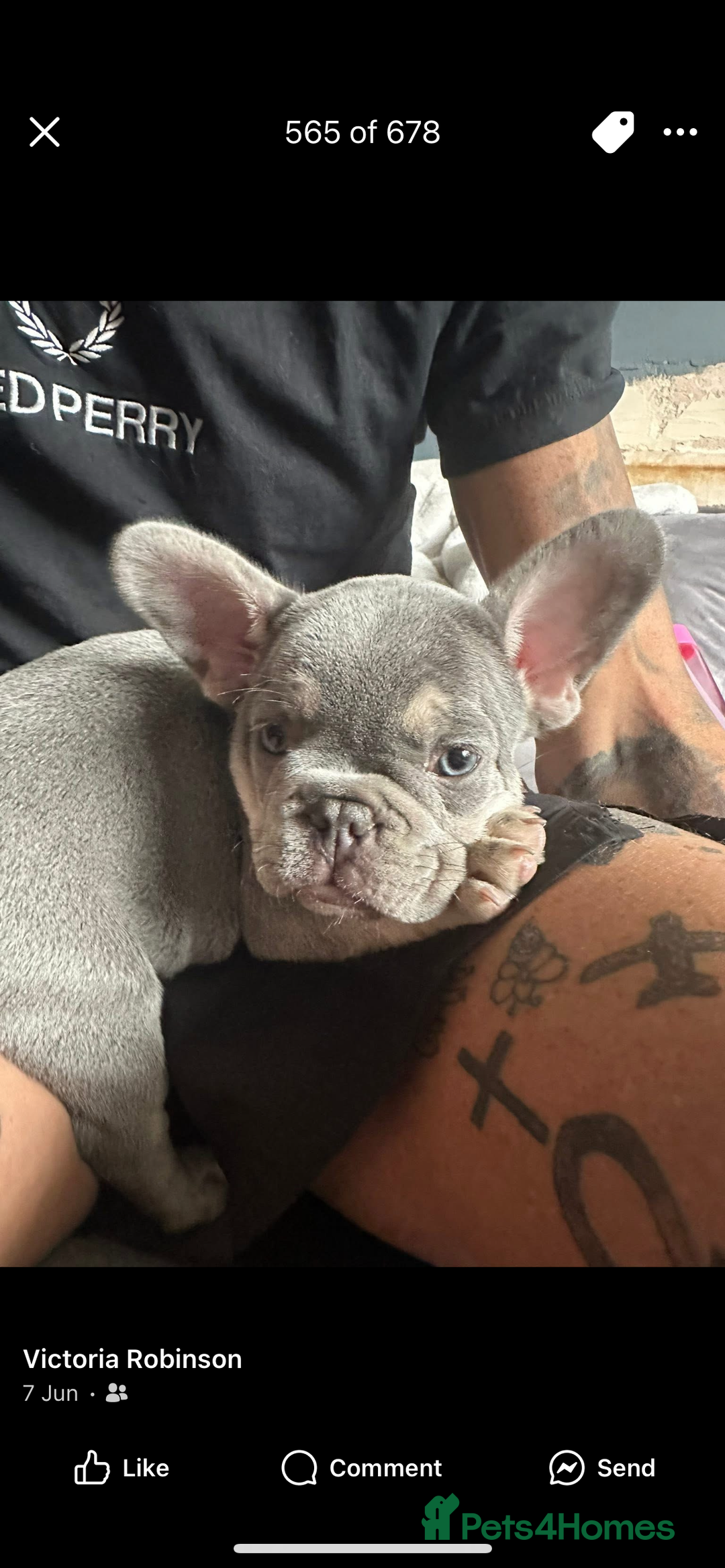 French Bulldog dogs for sale: Terrance the frenchie  - Image 5