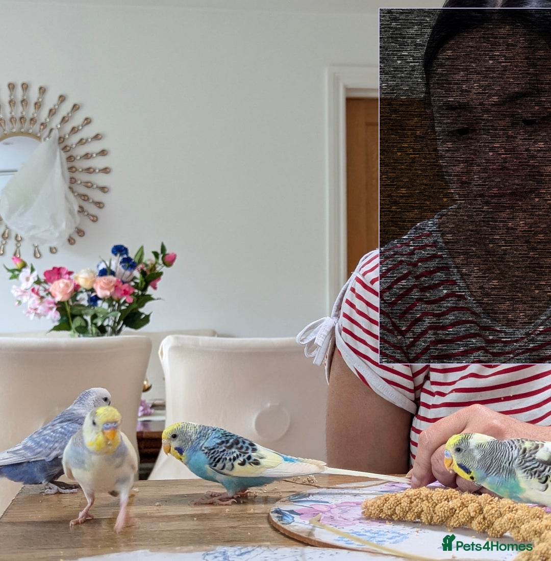 Budgerigars birds for sale: Fully tamed 4 budgies with Cage, accessories,food - Image 13