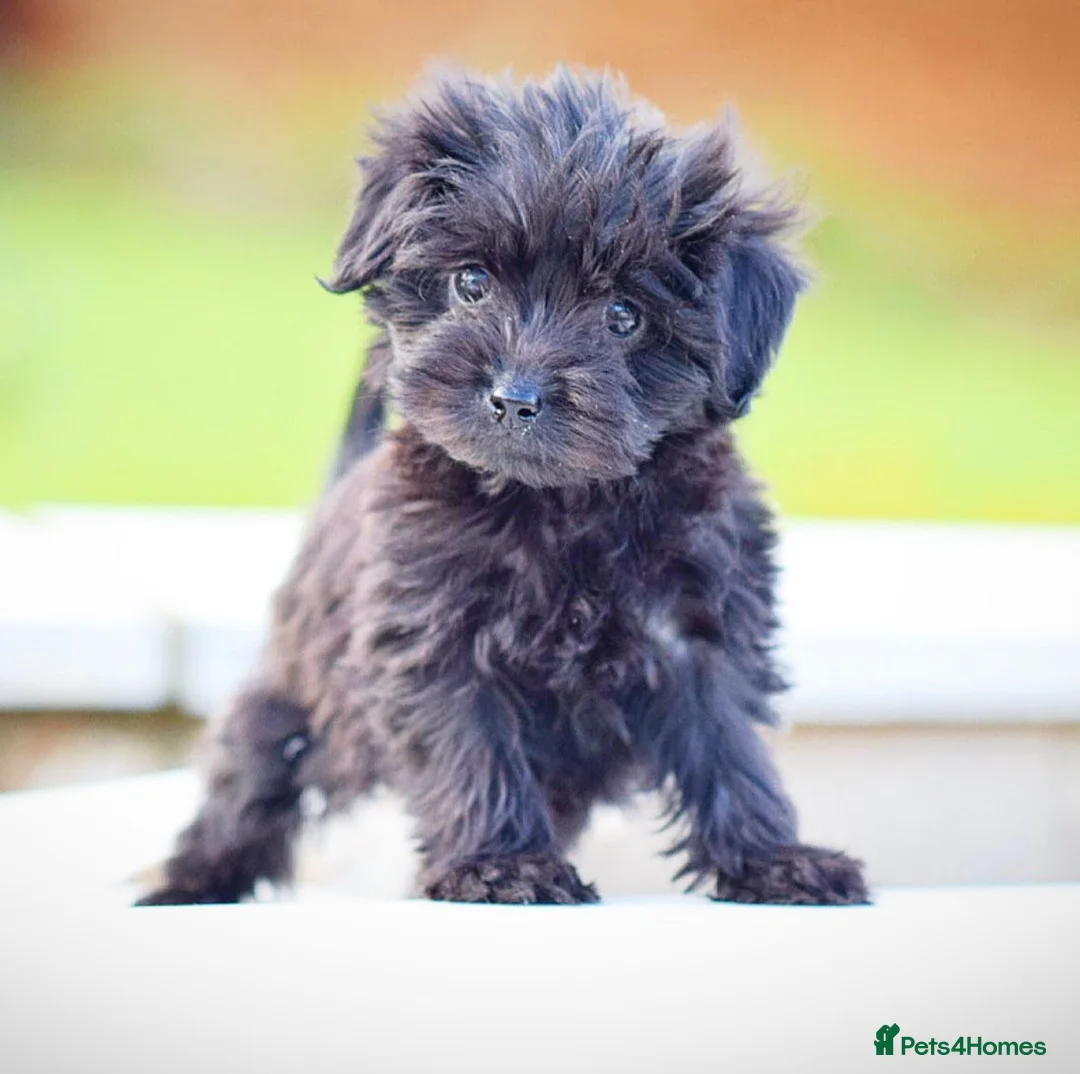 Mixed Breed dogs for sale: Council approved 5⭐️Rated Licensed Registered  - Advert 13