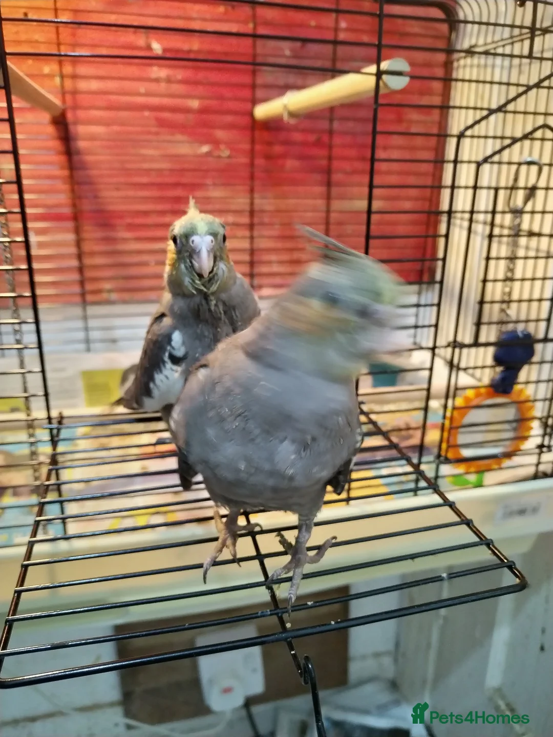 Cockatiels birds for sale: Cockatiels  - Advert 2