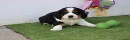 Cavachon dogs for sale: Beautiful Cavachon puppies for sale - Advert 4